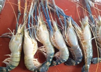 কাটোয়ার গঙ্গায় ধরা পড়ল দৈত্যাকার গলদা চিংড়ি! এক একটির ওজন প্রায় আধ কেজি, বাজারে ক্রেতাদের ভিড়