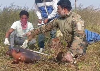 কাটোয়ার ভাগীরথীতে গাঙ্গেয় ডলফিন শাবকের নৃশংস মৃত্যু, তেল সংগ্রহের সন্দেহে তদন্ত শুরু!