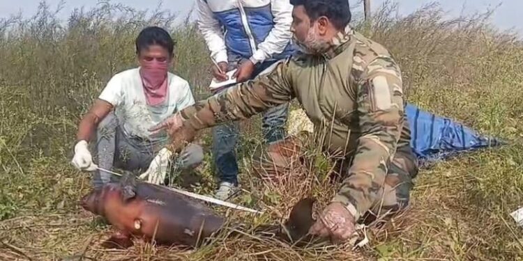 কাটোয়ার ভাগীরথীতে গাঙ্গেয় ডলফিন শাবকের নৃশংস মৃত্যু, তেল সংগ্রহের সন্দেহে তদন্ত শুরু!