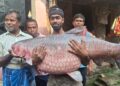 কাটোয়ার গঙ্গায় বিরল চমক, ৪০ কেজির গ্রাস কার্প ঘিরে বাজারে উপচে পড়া ভিড়