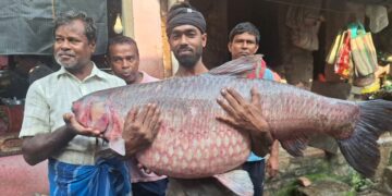কাটোয়ার গঙ্গায় বিরল চমক, ৪০ কেজির গ্রাস কার্প ঘিরে বাজারে উপচে পড়া ভিড়