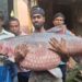 কাটোয়ার গঙ্গায় বিরল চমক, ৪০ কেজির গ্রাস কার্প ঘিরে বাজারে উপচে পড়া ভিড়