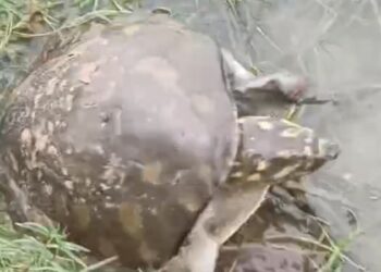 সচেতনতা ও মানবিকতার নজির কাটোয়ায়, লোকালয়ে চলে আসা মিষ্টি জলের কচ্ছপকে উদ্ধার করে নদীতে ফেরালেন স্থানীয়রা