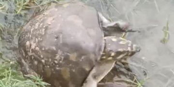 সচেতনতা ও মানবিকতার নজির কাটোয়ায়, লোকালয়ে চলে আসা মিষ্টি জলের কচ্ছপকে উদ্ধার করে নদীতে ফেরালেন স্থানীয়রা