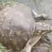 সচেতনতা ও মানবিকতার নজির কাটোয়ায়, লোকালয়ে চলে আসা মিষ্টি জলের কচ্ছপকে উদ্ধার করে নদীতে ফেরালেন স্থানীয়রা